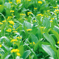 Green Choy Sum Vegetable Seeds for Easy Planting