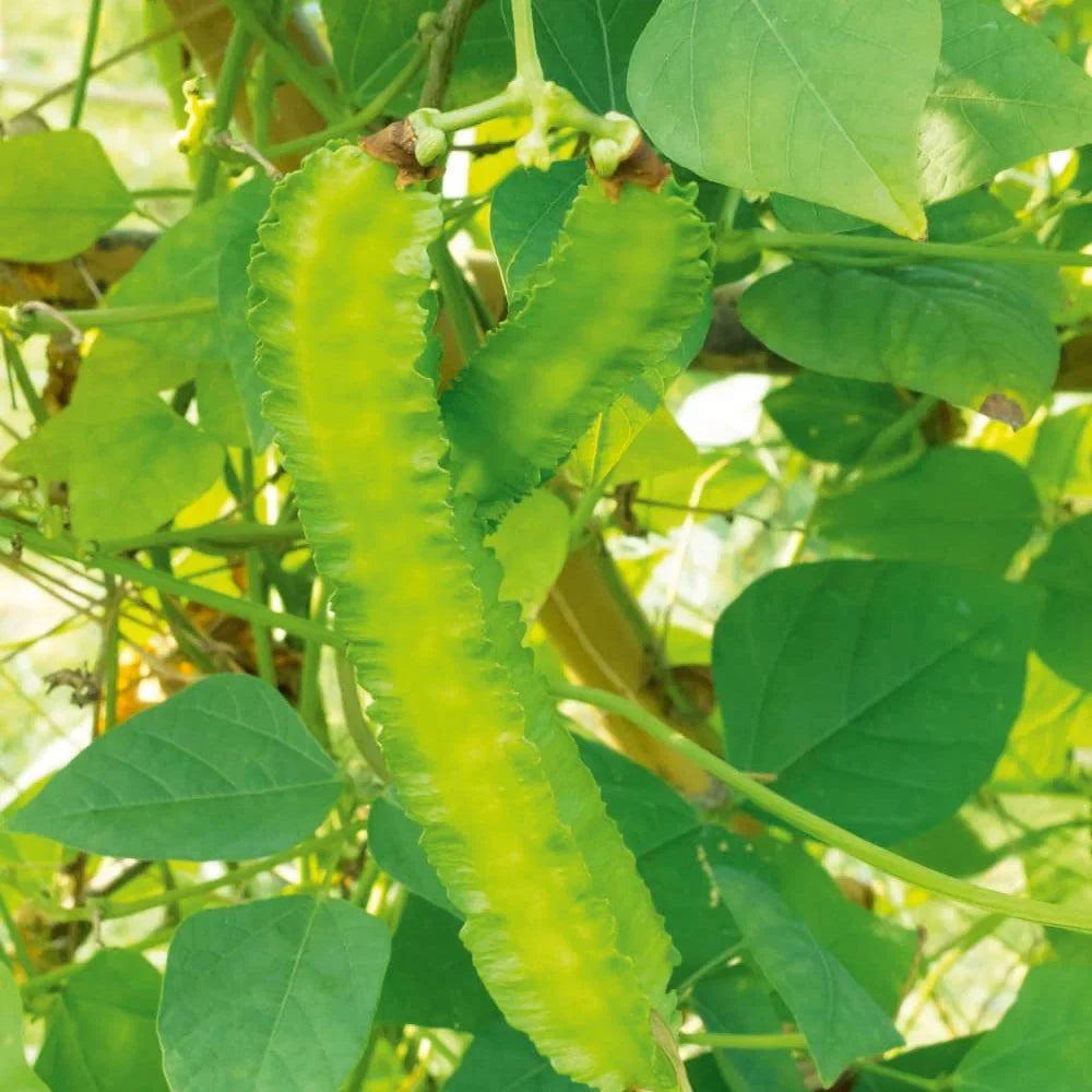 Fresh Winged Bean Pods on a Climbing Garden Vine