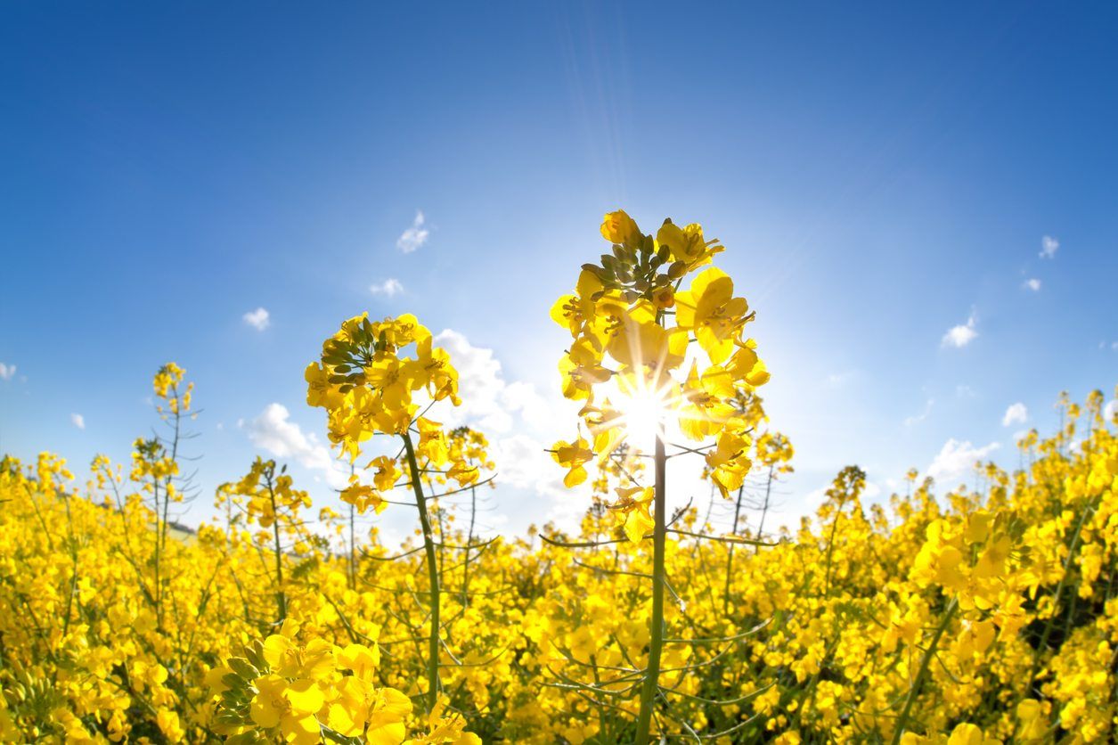 Yellow Rape Flower Seeds for Planting  Brighten Your Garden