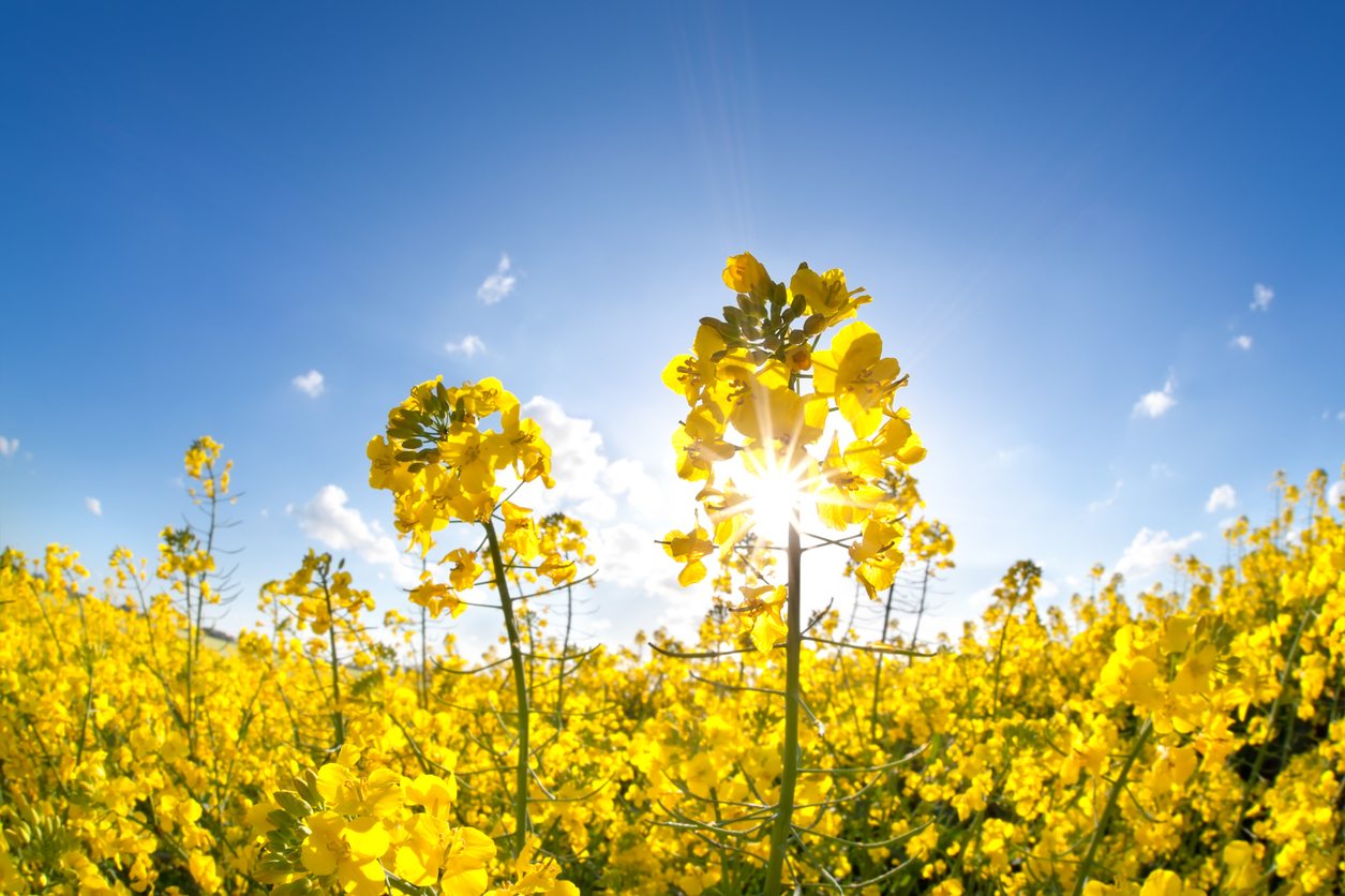 Rapeseed Flower seeds for Planting - Sun Loving, Heirloom & GMO Free Seeds for Home Garden