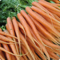 Little Finger Carrot Seeds Heirloom Vegetable for Home Garden Planting