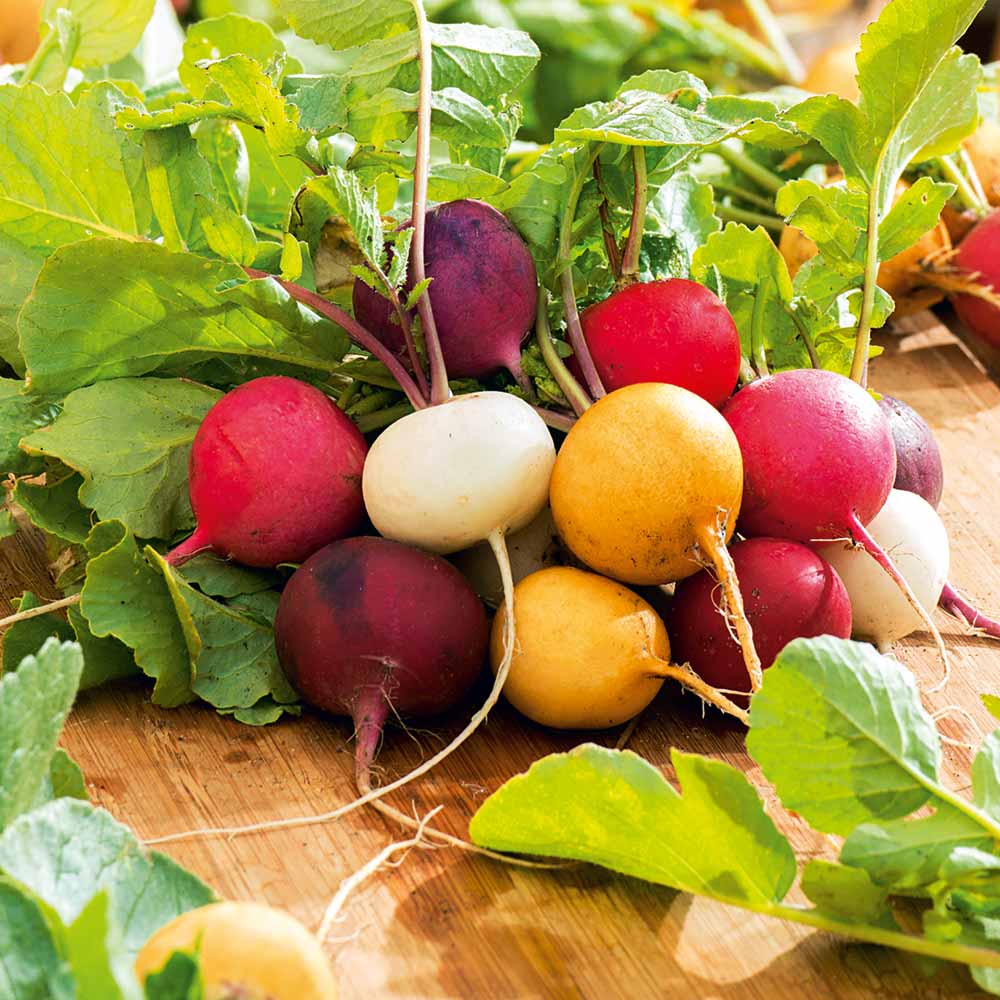 Heirloom multicolor radish seeds suitable for raised beds and containers.
