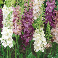 Mixed Verbascum Flower seeds for Planting - Wildflower Mix, Heirloom & GMO Free Seeds for Home Garden
