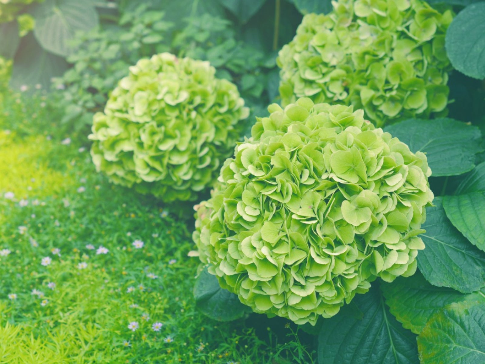 Green White Hydrangea Flower seeds for Planting Fragrant Blossoms Heirloom & GMO Free Seeds for Home Garden 
 
 Sale