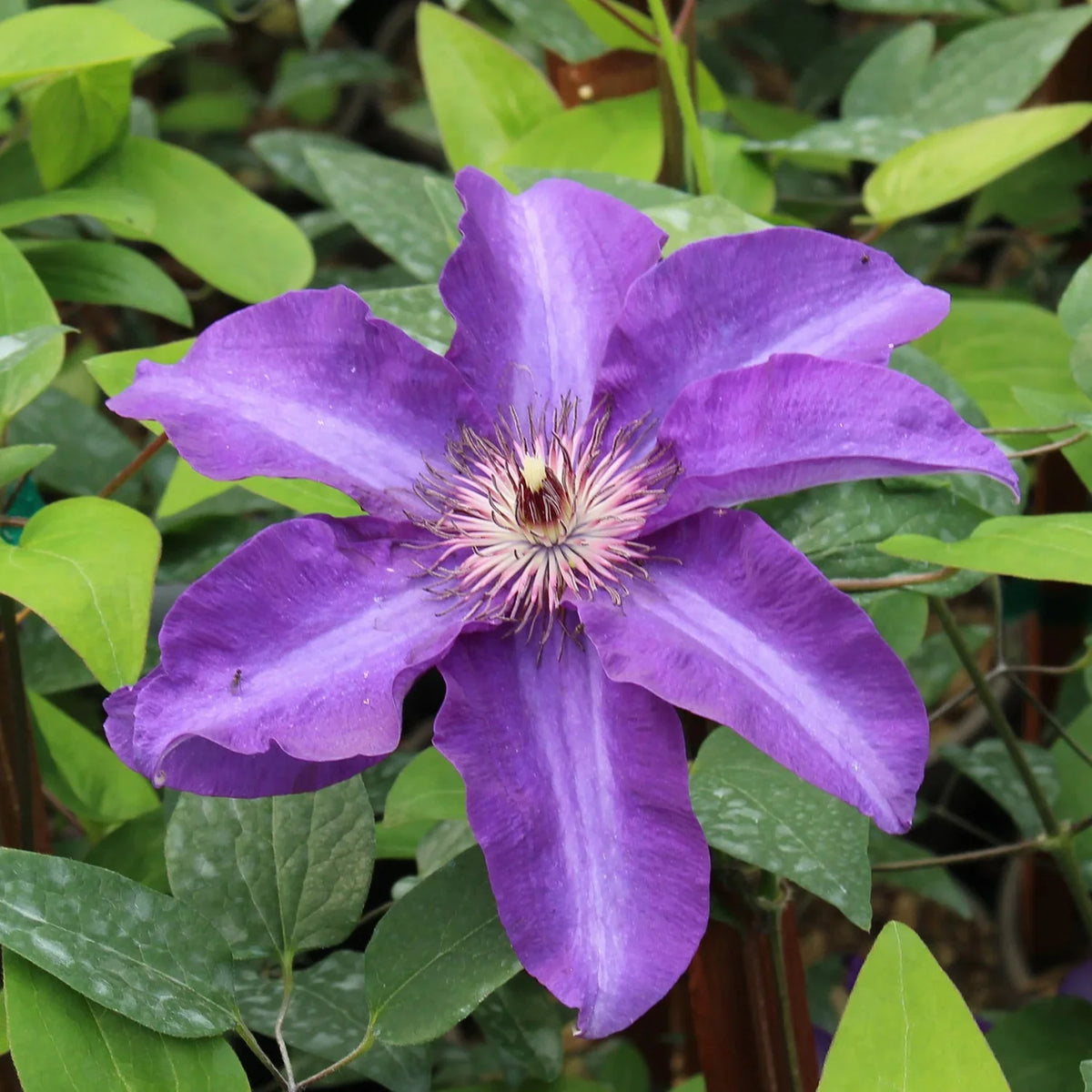 Lavender Clematis Flower seeds for Planting Easy to Grow Heirloom & GMO Free Seeds for Home Garden 
 
 Sale seeds for home garden planting