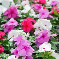 Colorful Mix Vinca Periwinkle flowers growing in a sunny garden bed.