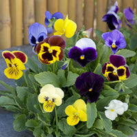 Swiss Giant Pansy flowers displaying vibrant patterns in a landscaped garden.
