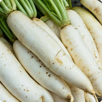 Daikon Radish Seeds – Long White Root Vegetable for Home Garden Growing