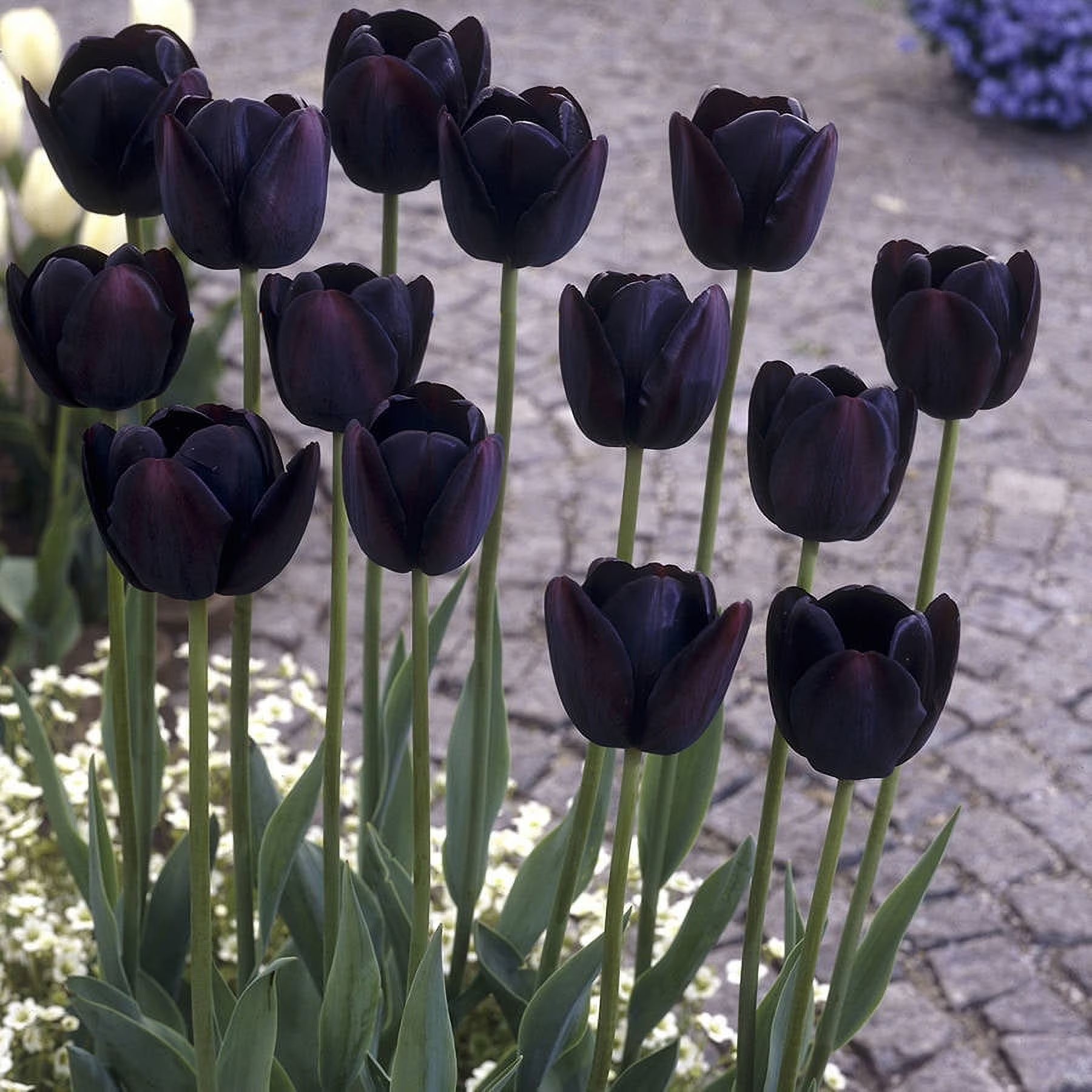 Black Tulip Flowering Seeds For Planting and Gardening