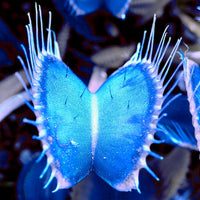 Non-GMO Venus Fly Trap seeds