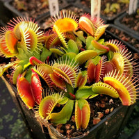 Carnivorous Flower seeds for Planting Cut Flower Favorite Heirloom & GMO Free Seeds for Home Garden 
 
 Sale
