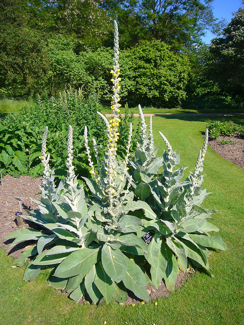 Denseflower Yellow Mullein (Verbascum densiflorum) flowering plant grown from seeds