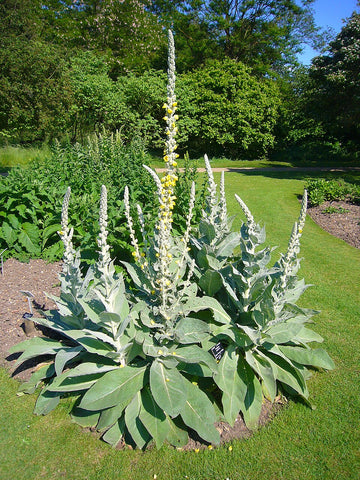 Denseflower Yellow Mullein (Verbascum densiflorum) flowering plant grown from seeds