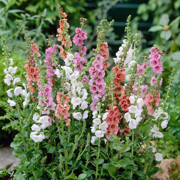 Mixed Phoeniceum Flower seeds for Planting - Garden Favorite, Heirloom & GMO Free Seeds for Home Garden