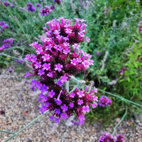 Purple Verbena Flower Seeds for Vibrant Garden Planting