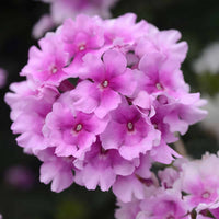 Pink Verbena Flower seeds for Planting - Premium Quality, Heirloom & GMO Free Seeds for Home Garden