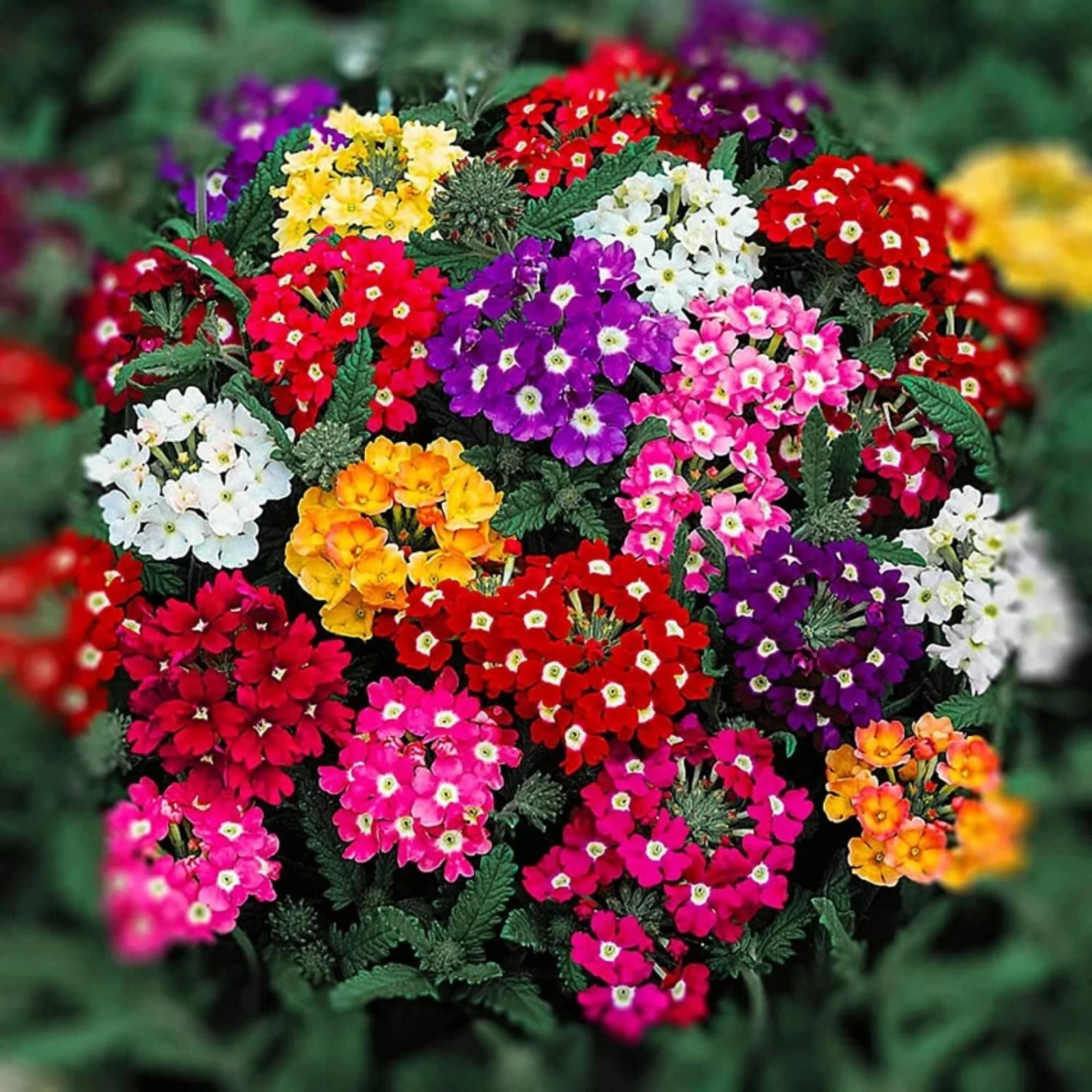 Heirloom Verbena Flower seeds for Planting Low Maintenance Heirloom & GMO Free Seeds for Home Garden
