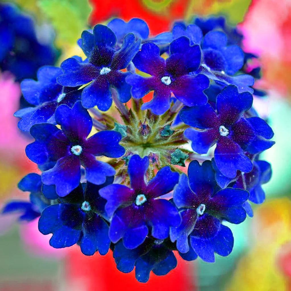 Blue Verbena Flower seeds for Planting - Drought Tolerant, Heirloom & GMO Free Seeds for Home Garden