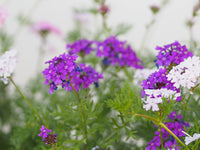 Moss Verbena Flower seeds for Planting Compact Growth Heirloom & GMO Free Seeds for Home Garden