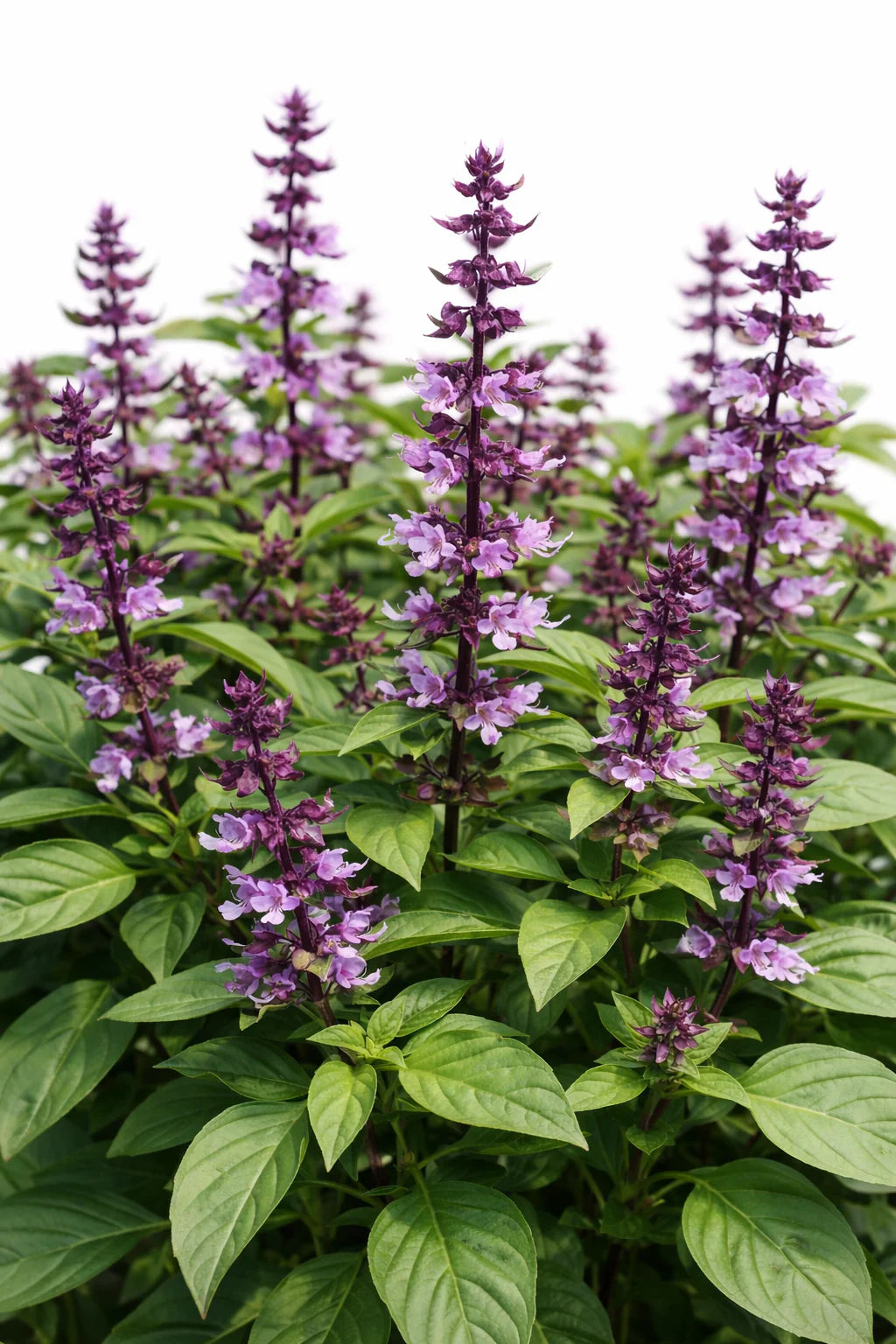 Violet Ocimum Flower seeds for Planting - Cottage Garden Essential, Heirloom & GMO Free Seeds for Home Garden