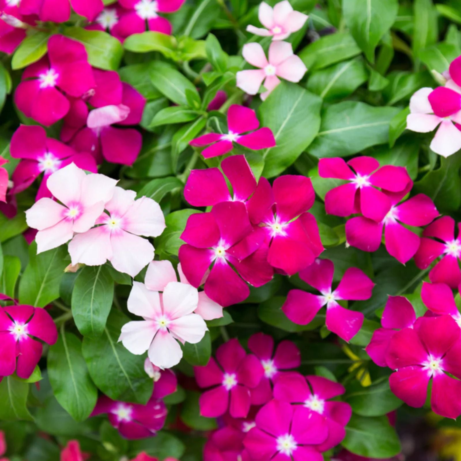 Vinca Flower seeds for Planting - Pollinator Friendly, Heirloom & GMO Free Seeds for Home Garden