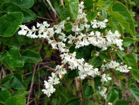 Silver Lace Vine ornamental garden plant in sunlight