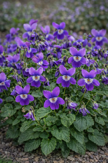 Viola Charlotte Flower seeds for Planting Seasonal Bloomer Heirloom & GMO Free Seeds for Home Garden