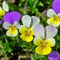Mixed Viola Tricolor Flower seeds for Planting - Hardy Variety, Heirloom & GMO Free Seeds for Home Garden