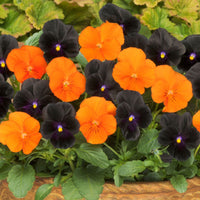 Halloween Mix Pansy Seeds for Planting flower bed
