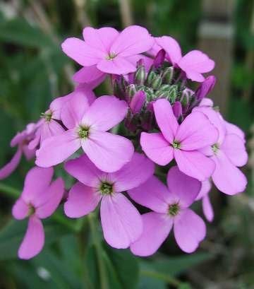 Violet Dame’s Rocket flower planting seeds