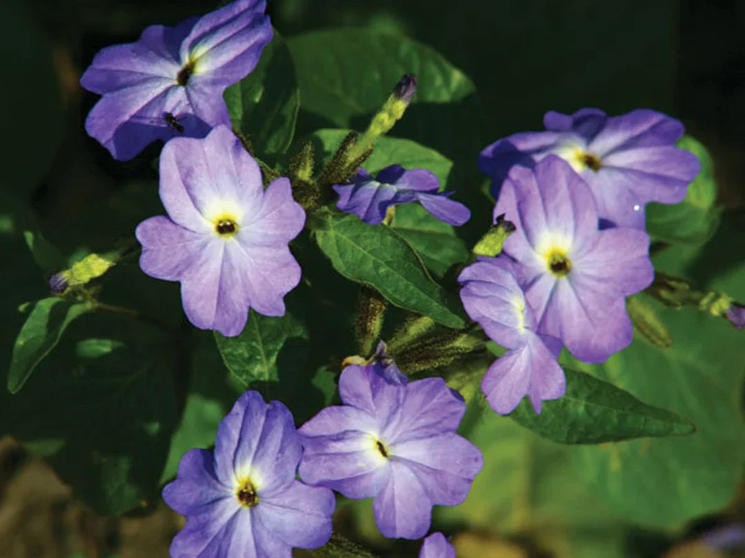 Borders and Beds Browallia Flower Seeds