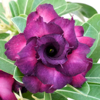 Purple Adenium Flower seeds for Planting - Shade Tolerant, Heirloom & GMO Free Seeds for Home Garden