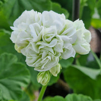 Lime Green Geranium Flower Seeds for Planting Pollinator Friendly Heirloom & GMO Free Seeds for Home Garden  Sale