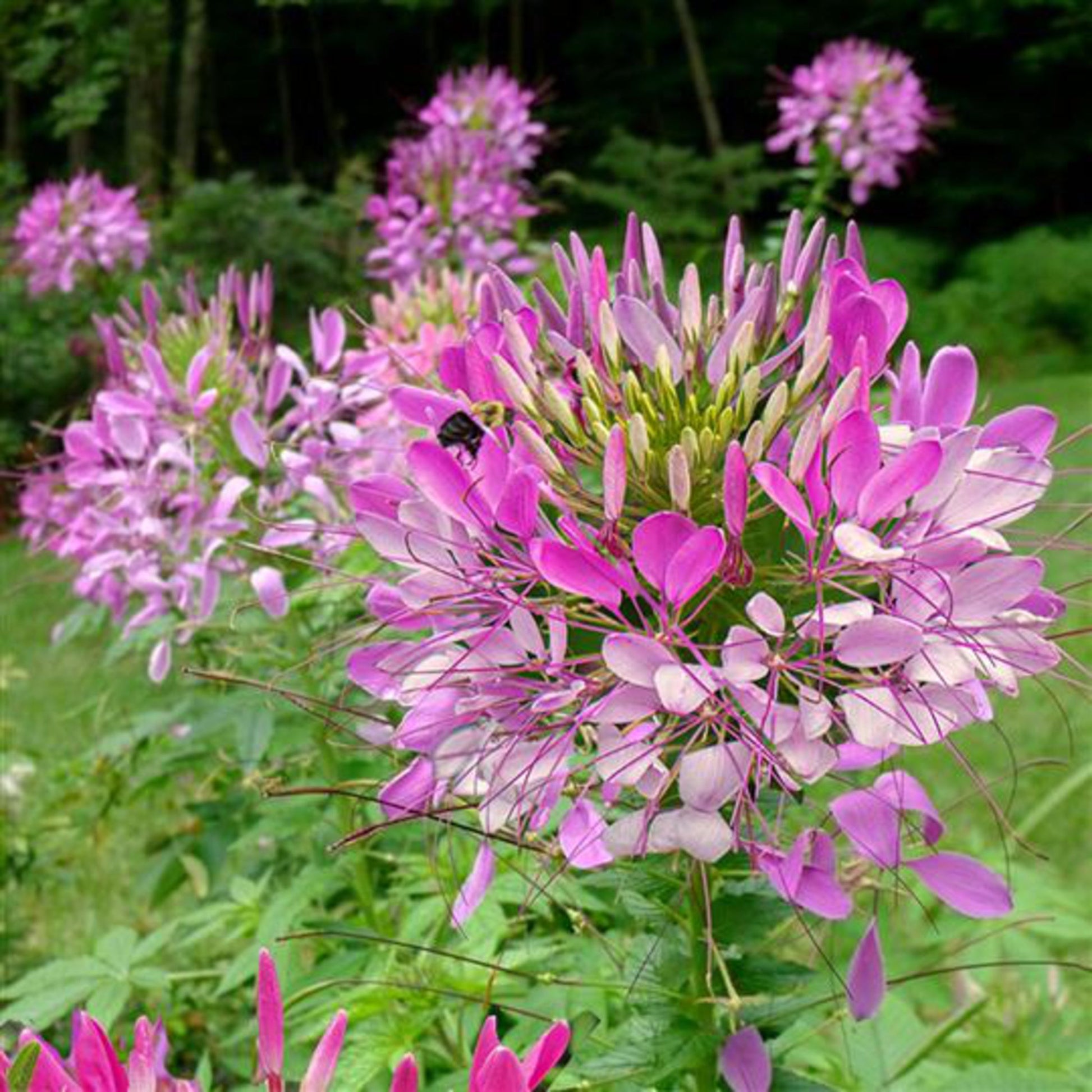 Giant Rose Queen Cleome Seeds for Large, Vibrant Blooms