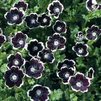 Black Menziesii Flower Seeds for Planting – Heirloom, Non-GMO, High Germination Border Garden Seeds
