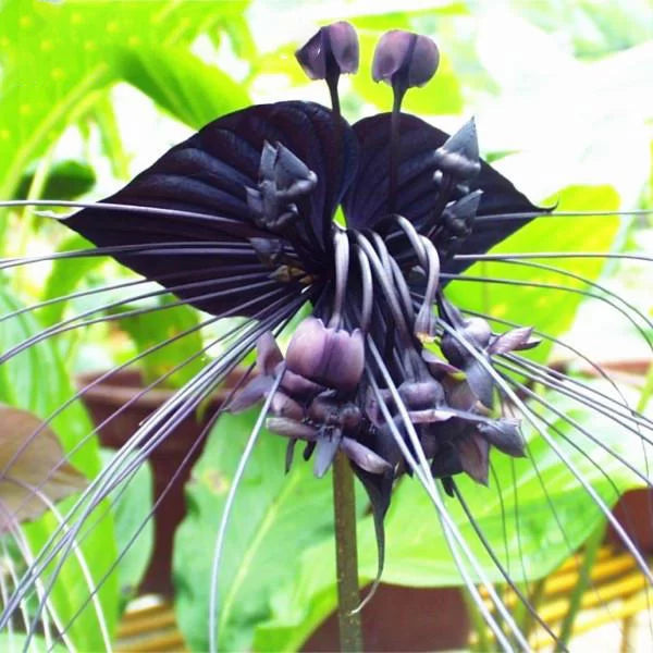 Butterfly Orchid Flower seeds for Planting - Fragrant Blossoms, Heirloom & GMO Free Seeds for Home Garden