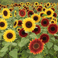 Mixed Blanket Sunflower Seeds for Planting - Vibrant Garden Blooms
