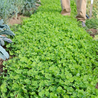 Miniature Clover Seeds for Ground Cover, Lawns, Garden Beds & Outdoor Landscapes