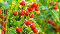 Healthy tomato plants with ripening tomatoes in a home garden.