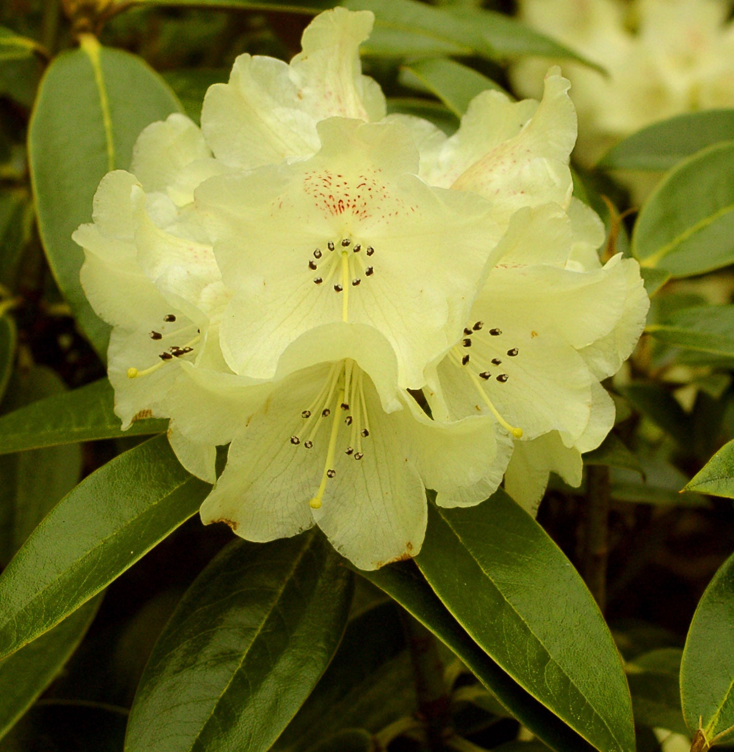 Yellow Rhododendron Flower seeds for Planting Long Bloom Season Heirloom & GMO Free Seeds for Home Garden 
 
 Sale