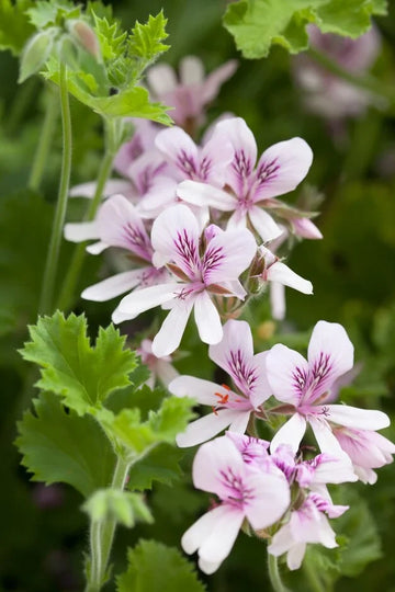 Lemon Scented Geranium Pelargonium Citronella plant