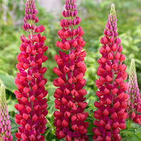 Red Lupine Flower seeds for Planting Bright Blooms Heirloom & GMO Free Seeds for Home Garden