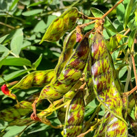 Healthy pigeon pea plants growing in a vegetable garden with green foliage.