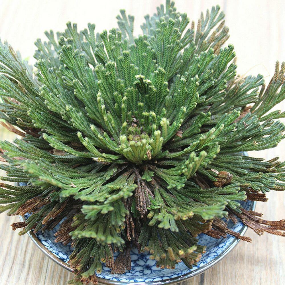 Dried Selaginella lepidophylla botanical specimen for terrarium and craft décor.