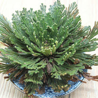 Dried Selaginella lepidophylla botanical specimen for terrarium and craft décor.