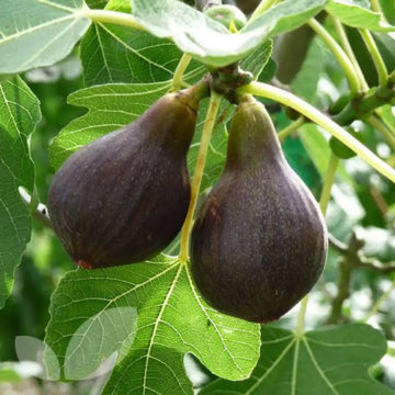 Brown Turkey Fig Seeds for Planting – Heirloom Non-GMO Tropical Fruit Tree Seeds