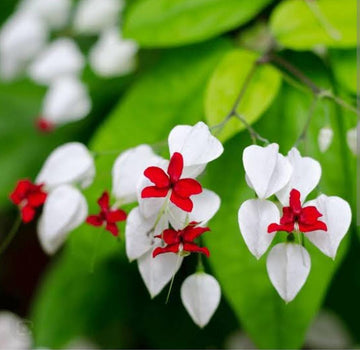 Clerodendrum Thomsonae Flower seeds for Planting - Colorful Display, Heirloom & GMO Free Seeds for Home Garden