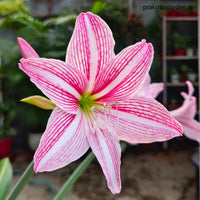 White Pink Hippeastrum Rutilum Flower seeds for Planting - Perfect for Borders, Heirloom & GMO Free Seeds for Home Garden
