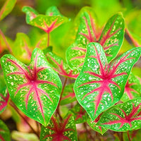 Caladium Leaf Flower seeds for Planting - Cottage Garden Essential, Heirloom & GMO Free Seeds for Home Garden