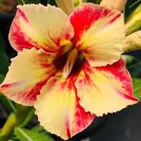 Orange Yellow Adenium Flower seeds for Planting - Colorful Display, Heirloom & GMO Free Seeds for Home Garden